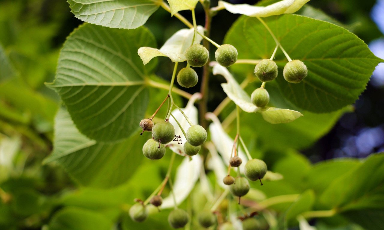 You are currently viewing Το βότανο που ενισχύει τη μνήμη και αντιμετωπίζει τις εμβοές