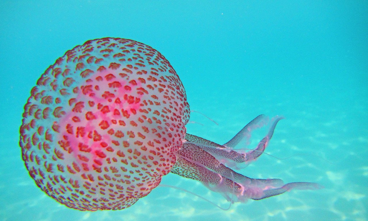 You are currently viewing Τι κάνουμε αν μας τσιμπήσει μωβ μέδουσα; Πλήρης ιατρικός οδηγός