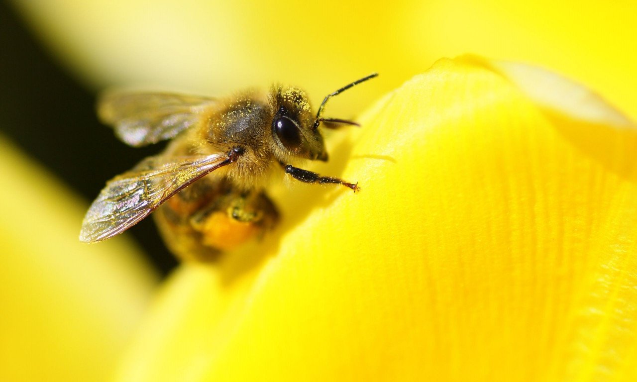 You are currently viewing Τσίμπημα μέλισσας ή σφήκας: Πώς να αφαιρέσετε το κεντρί γρήγορα και με ασφάλεια