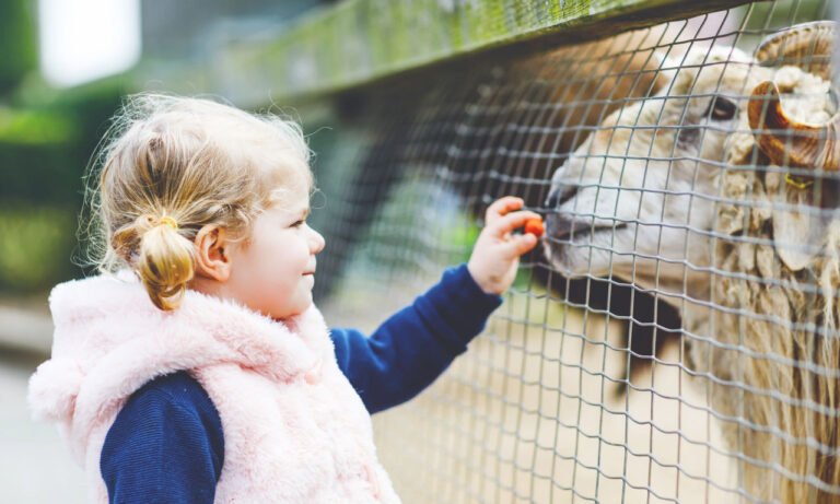 Read more about the article Τι είναι η ευλογιά των προβάτων – Μεταδίδεται στον άνθρωπο; Σημάδια και τι να κάνετε