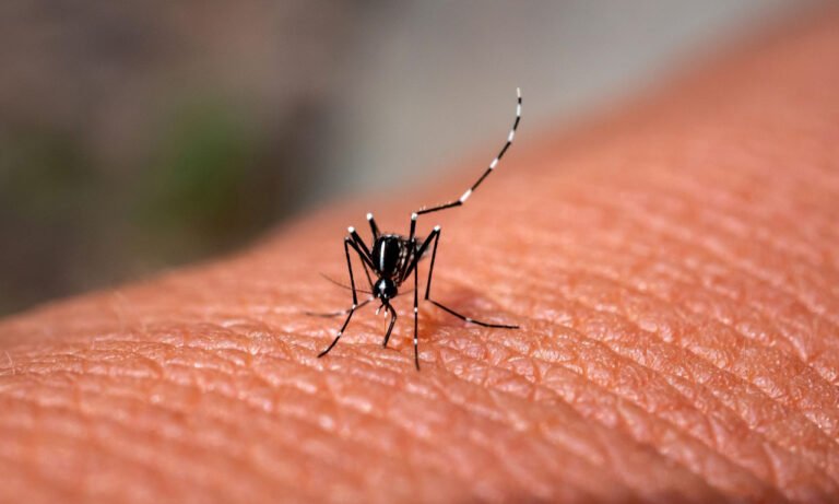 Read more about the article Ιός του Δυτικού Νείλου: Συμπτώματα, επιπλοκές, πρόληψη