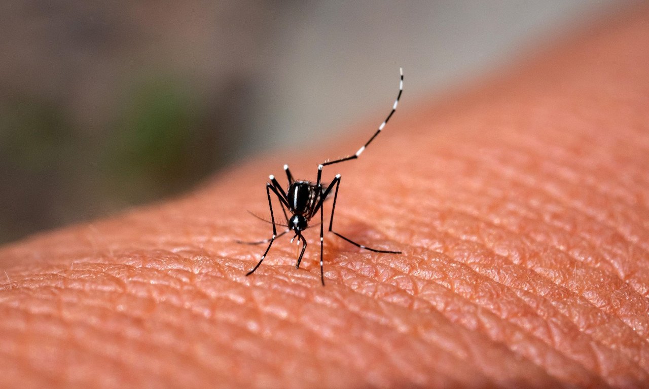 You are currently viewing Ιός του Δυτικού Νείλου: Συμπτώματα, επιπλοκές, πρόληψη