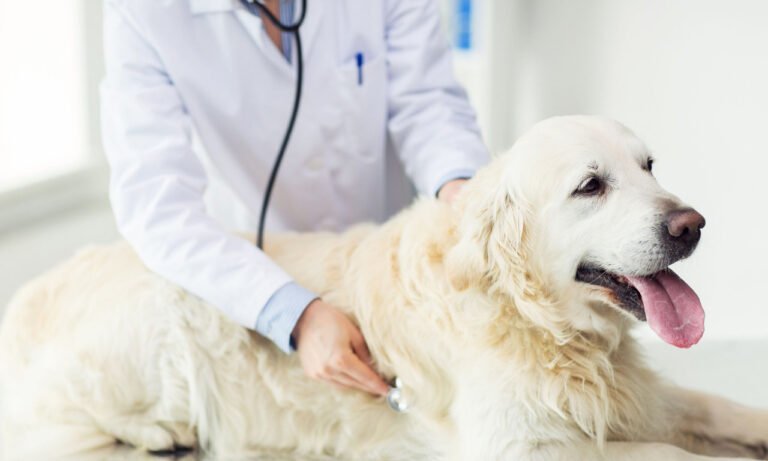 Read more about the article Ποια νευροεκφυλιστική πάθηση εντοπίζει με ακρίβεια 98% η μύτη του σκύλου