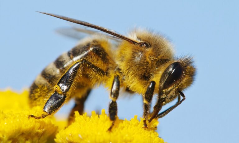 Read more about the article Τσίμπημα μέλισσας: Η πρώτη αντίδραση – Τι να κάνετε για πολλαπλές επιθέσεις