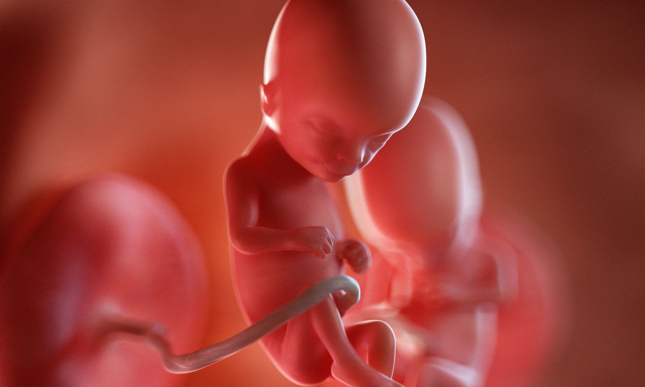 You are currently viewing Εμφύτευση ανθρώπινου εμβρύου καταγράφηκε σε πραγματικό χρόνο για πρώτη φορά [βίντεο]