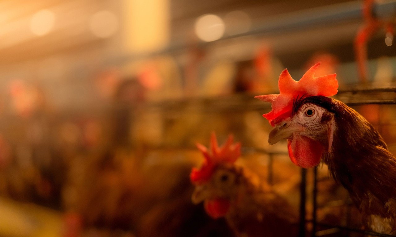 You are currently viewing Γρίπη των πτηνών: Ανθεκτική στον πυρετό παραλλαγή καθιστά τον Η5Ν1 “πανδημία εν αναμονή”